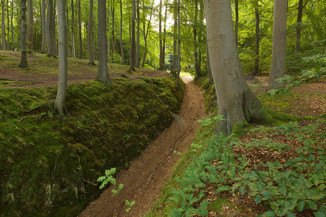 &quot;Devil's Gorge&quot; in the Granitz nature reserve, near Binz, Ruegen, Baltic Sea, Mecklenburg-Western Pomerania, Germany