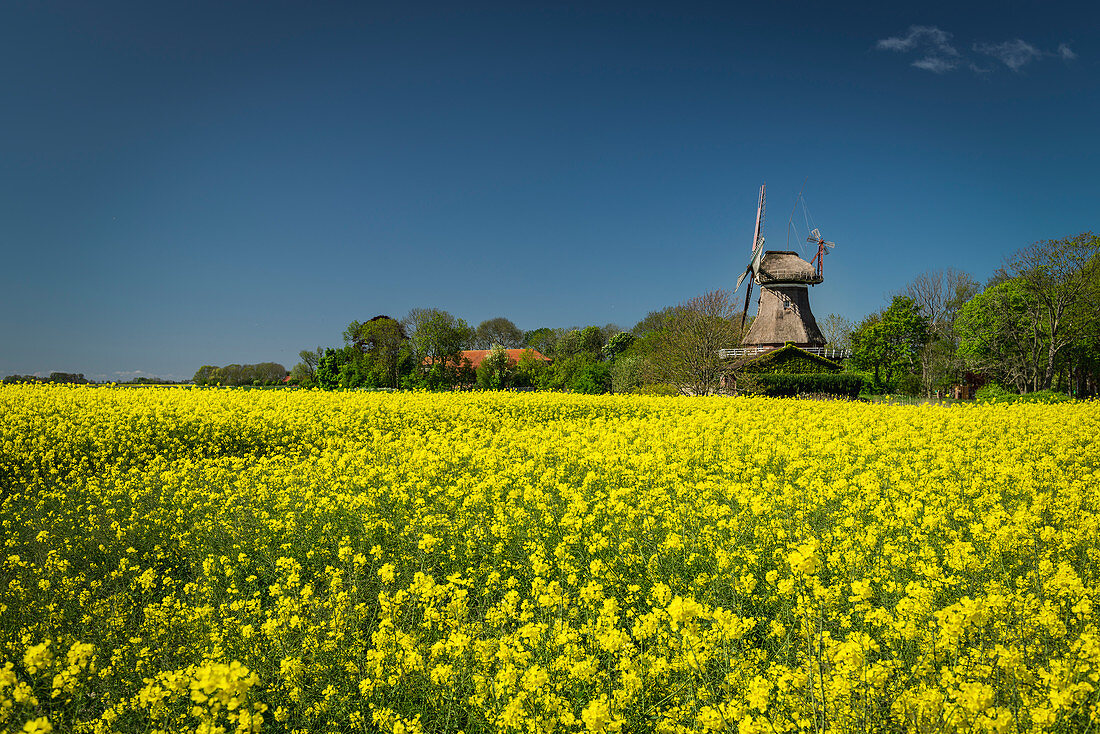 Blühendes Rapsfeld und Stumpenser Mühle in Horumersiel, Wangerland, Friesland, Niedersachsen, Deutschland, Europa