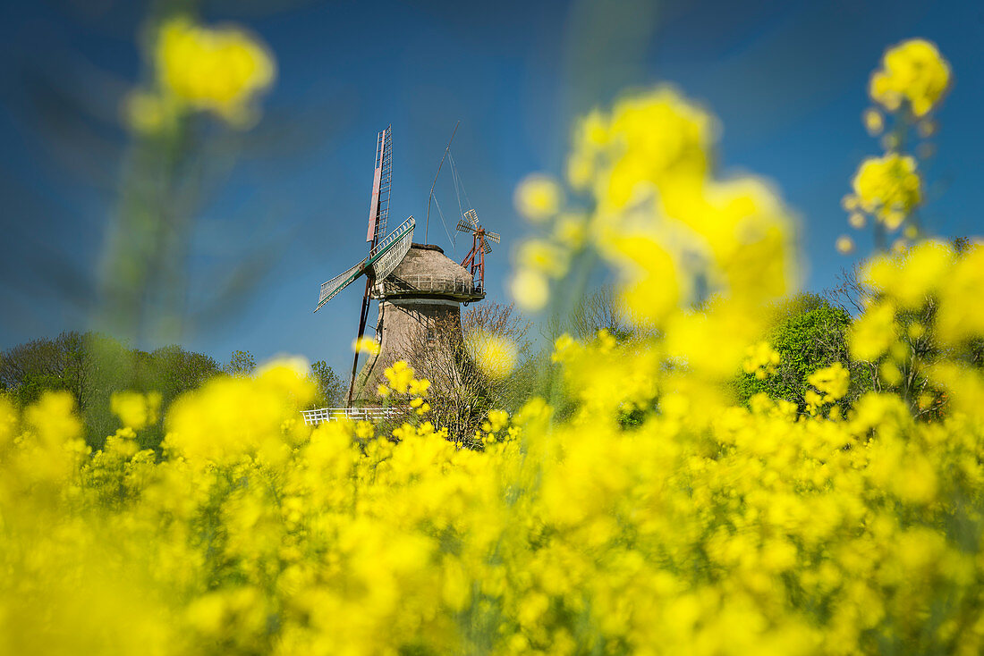 Blossoming rapeseed field and Stumpenser Mühle, selective focus, Horumersiel, Wangerland, Friesland, Lower Saxony, Germany, Europe