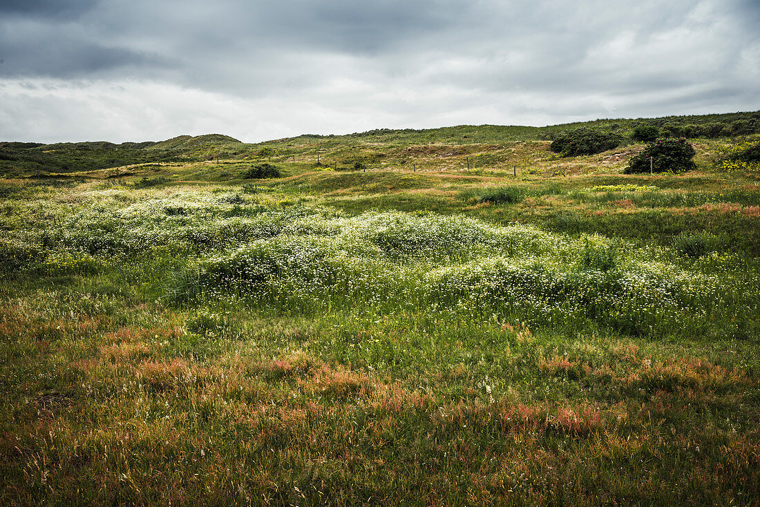 Dune landscape with blooming chamomile, Spiekeroog, East Frisia, Lower Saxony, Germany, Europe