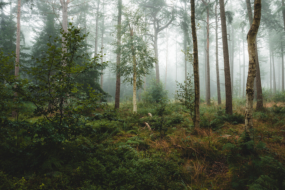 Herbstwald mit Birken im Nebel, Wiesede, Friedeburg, Wittmund, Ostfriesland, Niedersachsen, Deutschland, Europa