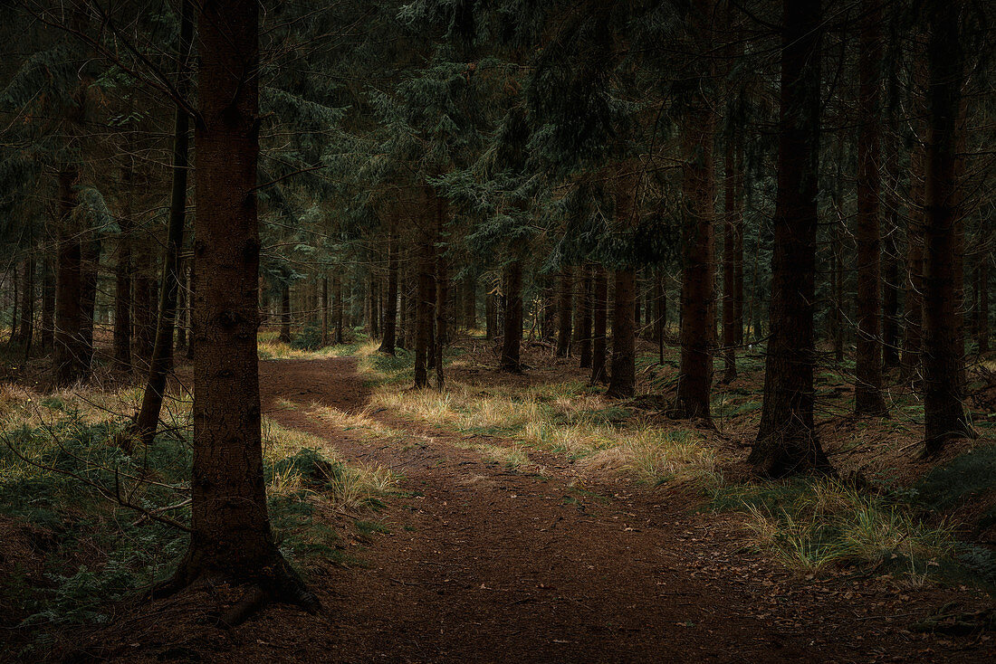 Pfad im dunklen Herbstwald, Wiesede, Friedeburg, Wittmund, Ostfriesland, Niedersachsen, Deutschland, Europa