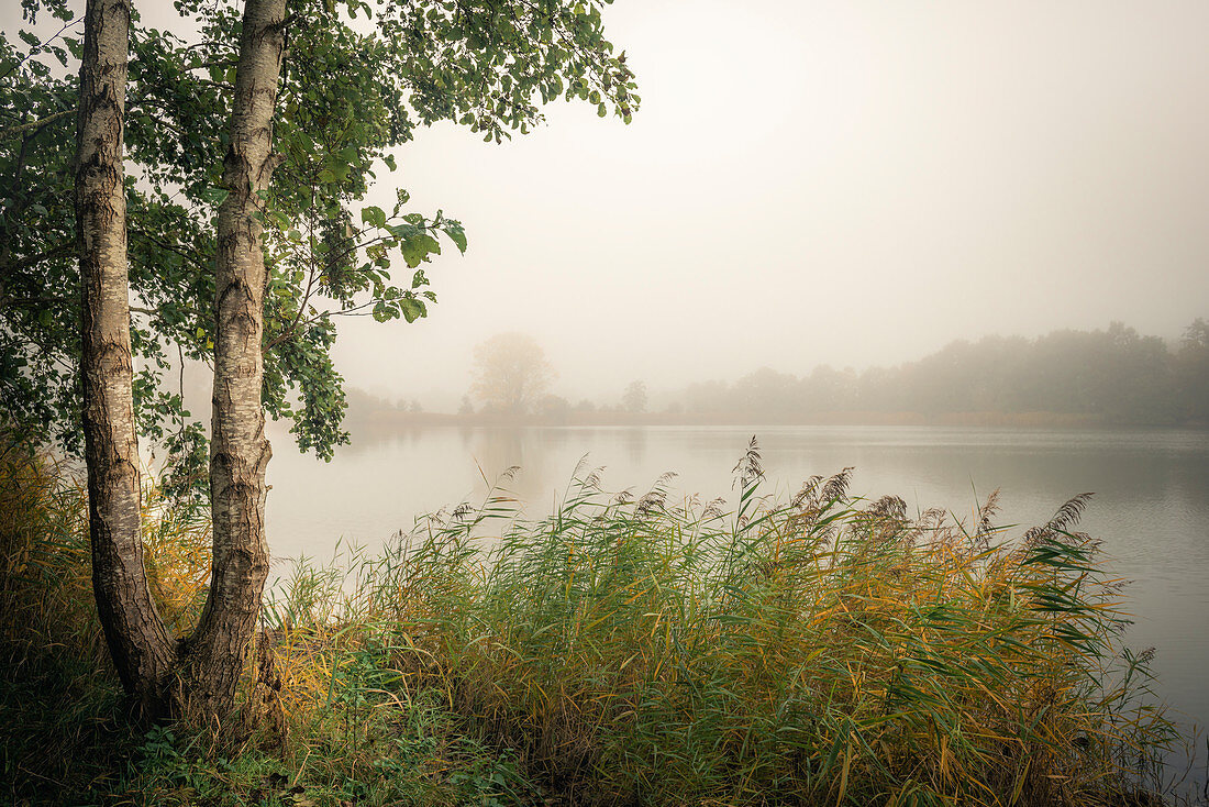 Alder trees and reeds in the fog at Ollacker See, Wilhelmshaven, Lower Saxony, Germany, Europe