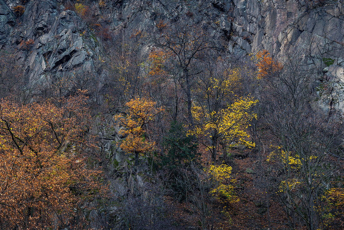 Deciduous trees in autumn colors on rock face, Bodetal, Thale, Harz, Saxony-Anhalt, Germany, Europe