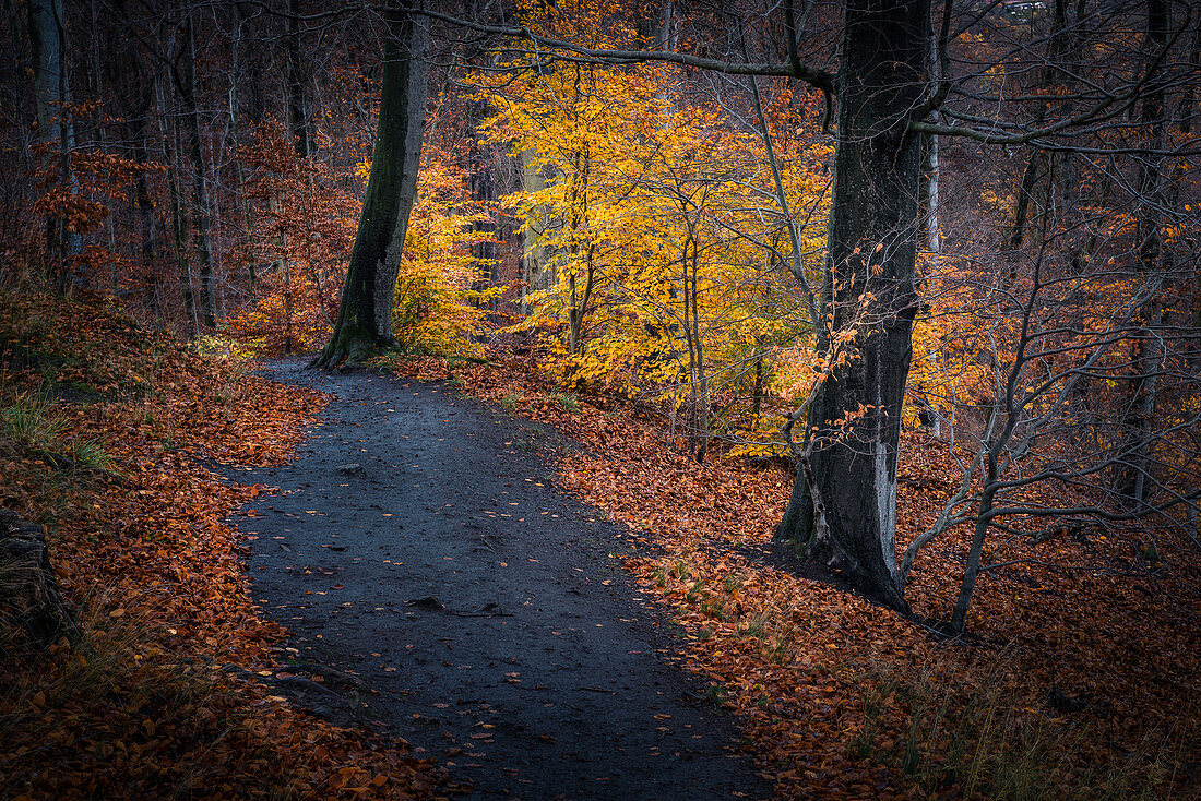 Path in autumn forest, Thale, Harz, Saxony-Anhalt, Germany, Europe