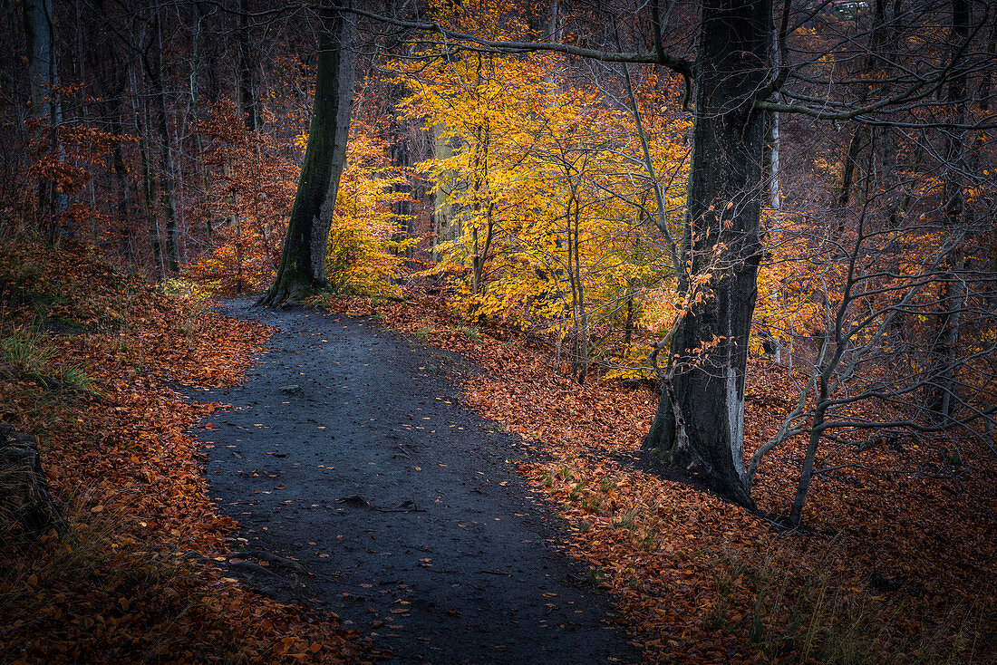 Pfad im Herbstwald, Thale, Harz, Sachsen-Anhalt, Deutschland, Europa
