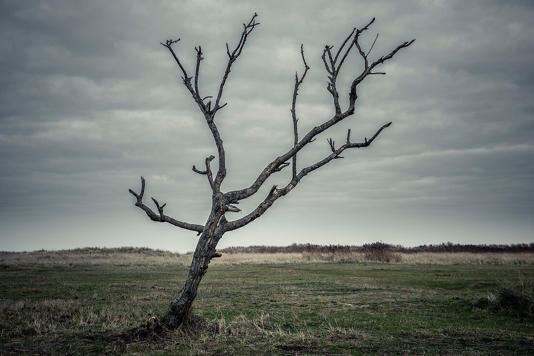 Karger Baum auf einer Wiese vor Dünen unter bewölktem Himmel, Schillig, Wangerland, Friesland, Niedersachsen, Deutschland, Europa