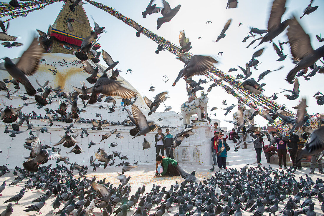 Tauben fliegen auf am Bodnath Stupa in Kathmandu, Nepal, Asien.