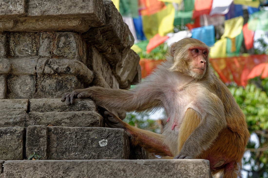 Macaque in Swayambhunath, Kathmandu, Nepal, Asia.