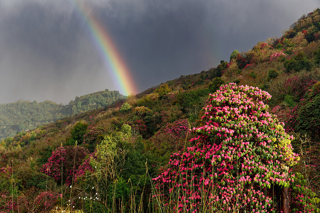 Rhododendron trees in Tadapani, Nepal, Himalaya, Asia.