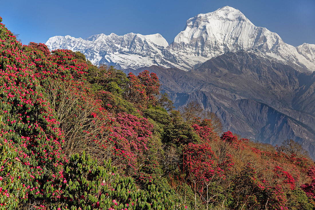 Rhododendrenwälder am Poon Hill, dahinter der Dhaulagiri, Nepal, Himalaya, Asien.