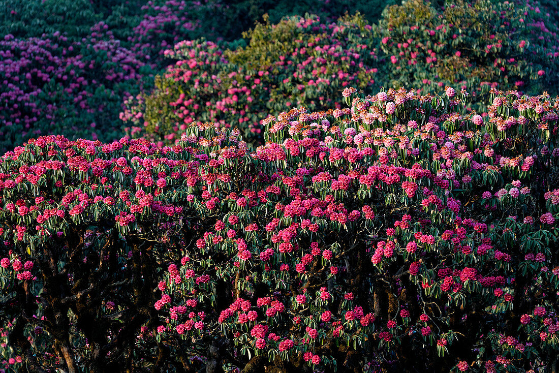 Rhododendron trees in Tadapani, Nepal, Himalaya, Asia.
