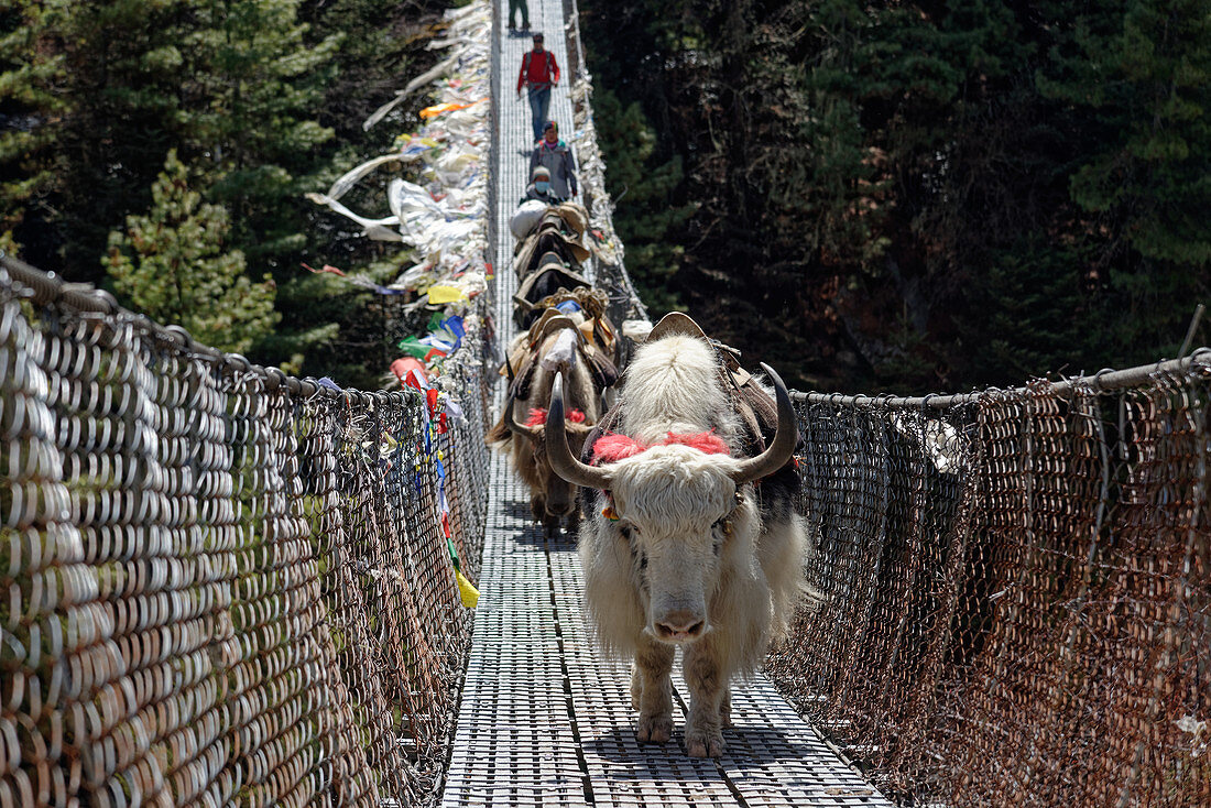 Yaks cross a suspension bridge over the Dhut Kosi river in Solo Khumbu, Nepal, Himalayas, Asia.