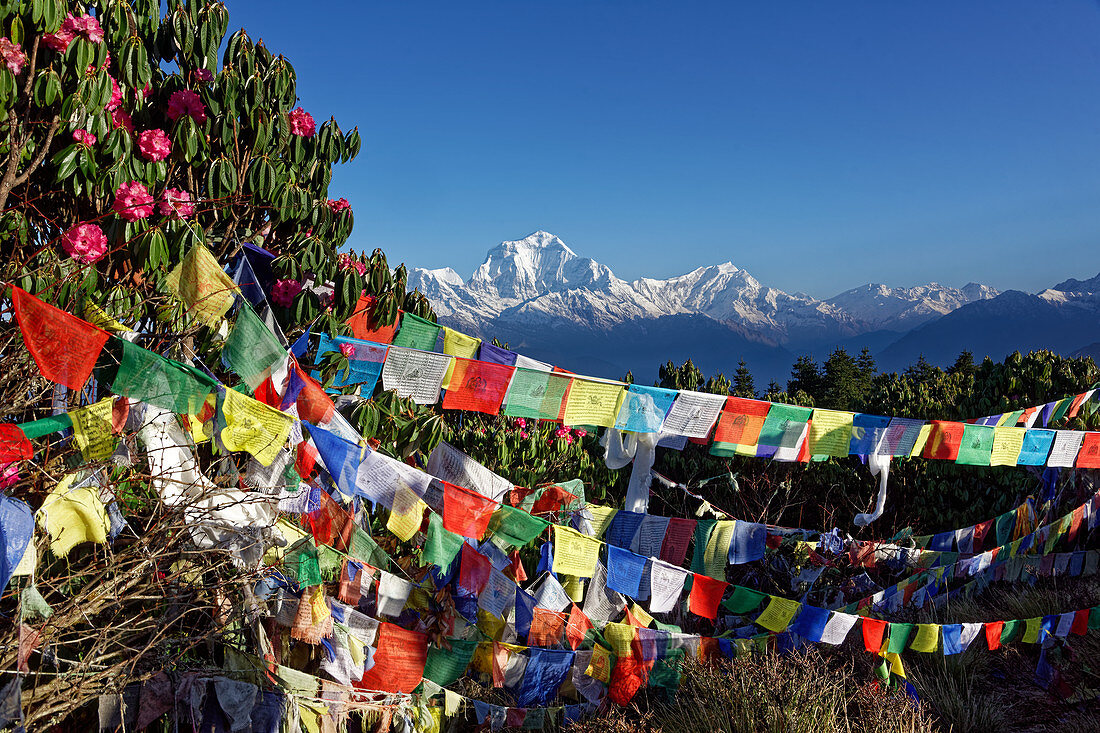 Gebetsfahnen und der Dhaulagiri fotografiert auf dem Poon Hill, Nepal, Himalaya, Asien.