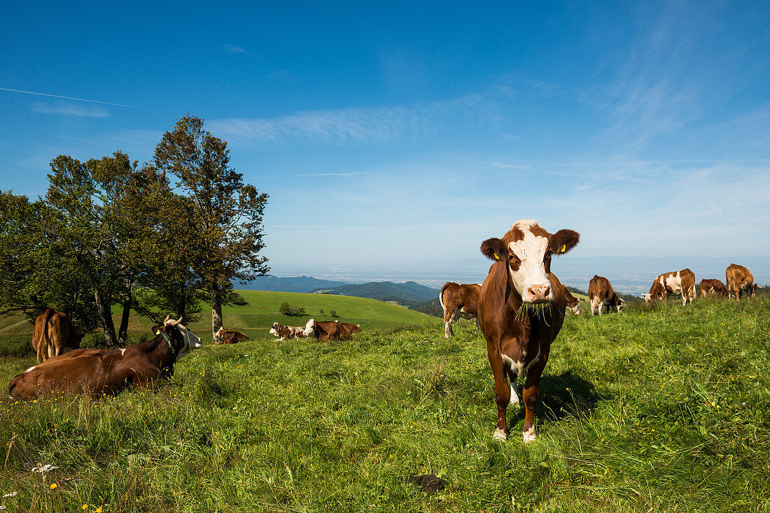 Dairy cows at Schauinsland, Black Forest, Baden-Wuerttemberg, Germany
