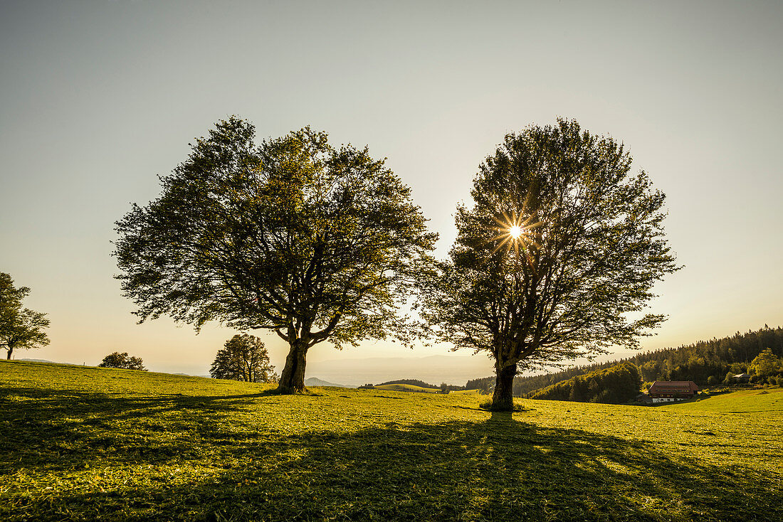 Beeches at Schauinsland, sunset, Black Forest, Baden-Wuerttemberg, Germany