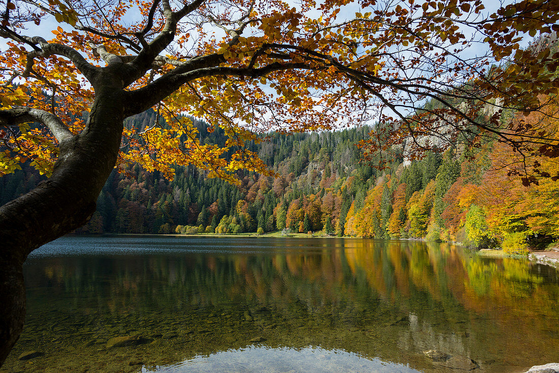 Autumn forest with reflection, Feldsee, Feldberg, Black Forest, Baden-Württemberg, Germany