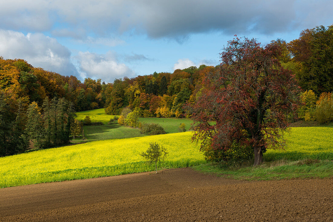 Landschaft mit Feldern und Herbstwald, bei Emmendingen, Schwarzwald, Baden-Württemberg, Deutschland