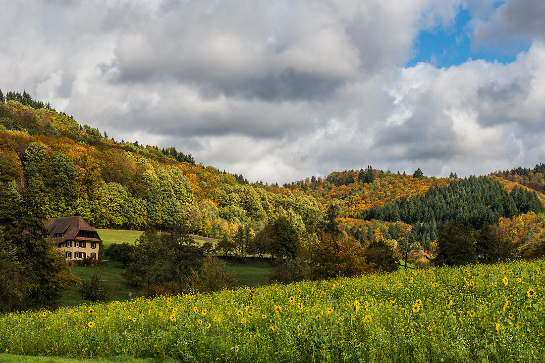 Landschaft mit Feldern und Herbstwald, bei Emmendingen, Schwarzwald, Baden-Württemberg, Deutschland