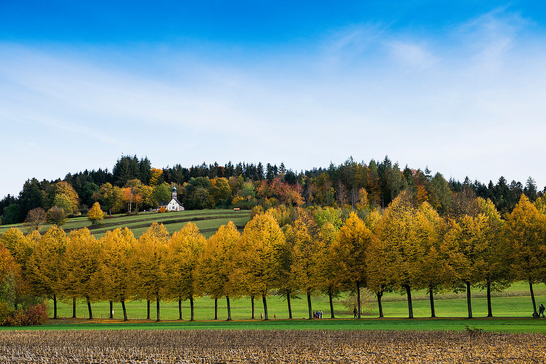 Blick auf den Giersberg, Herbst, Kirchzarten, Freiburg im Breisgau, Dreisamtal, Schwarzwald, Baden-Württemberg, Deutschland