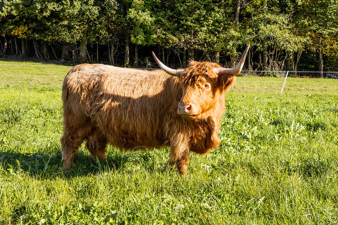 Scottish highland cattle (Bos taurus) on pasture, Ratzinger Höhe, Bavaria, Germany