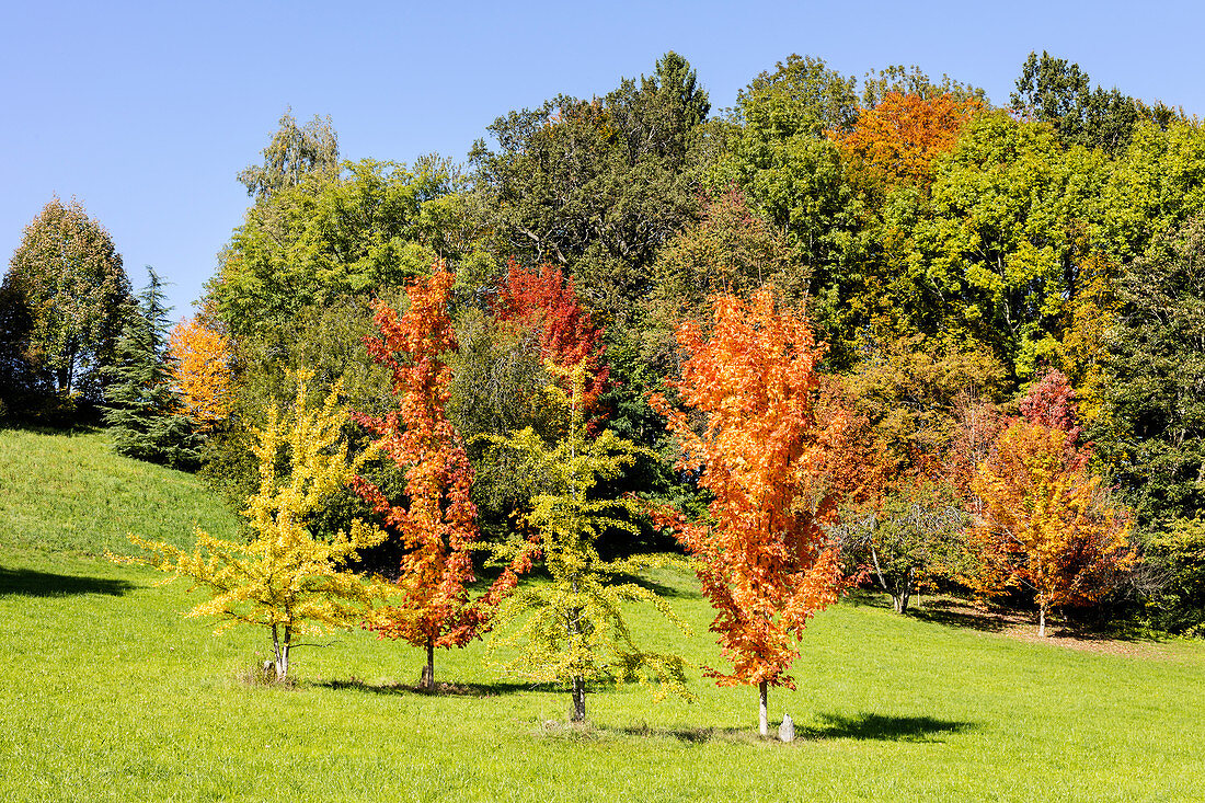 young trees in autumn colors, Rimsting, Bavaria, Germany