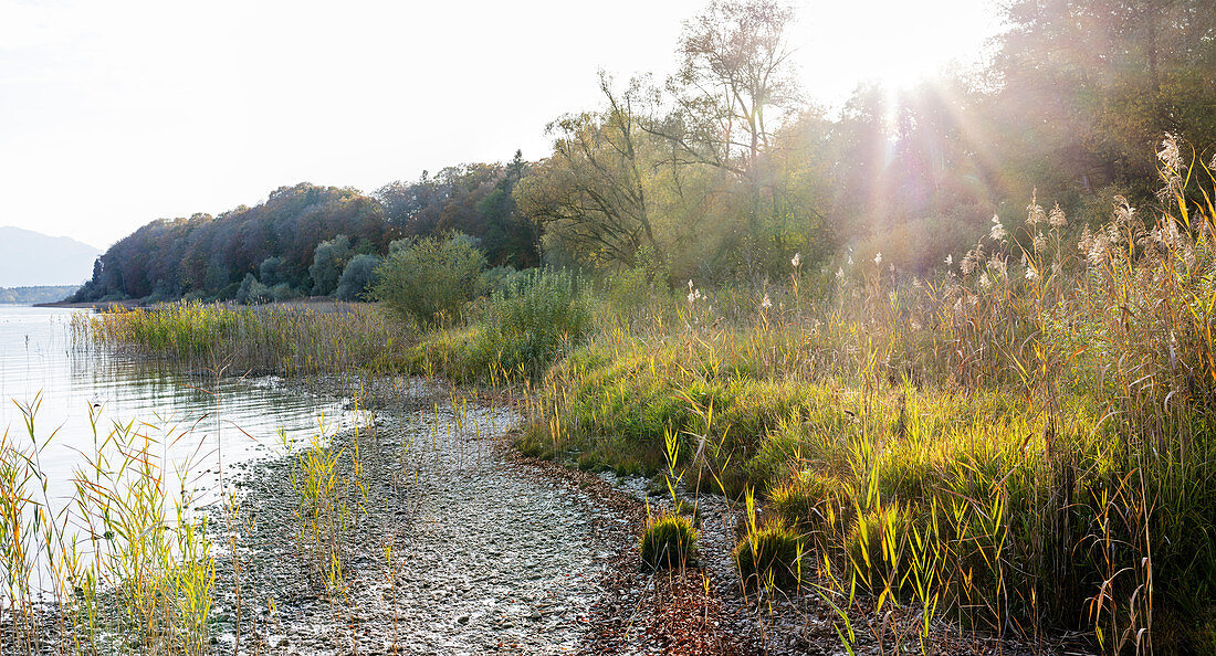 Chiemsee on the shore with reeds against the sun, panorama, Bavaria, Germany