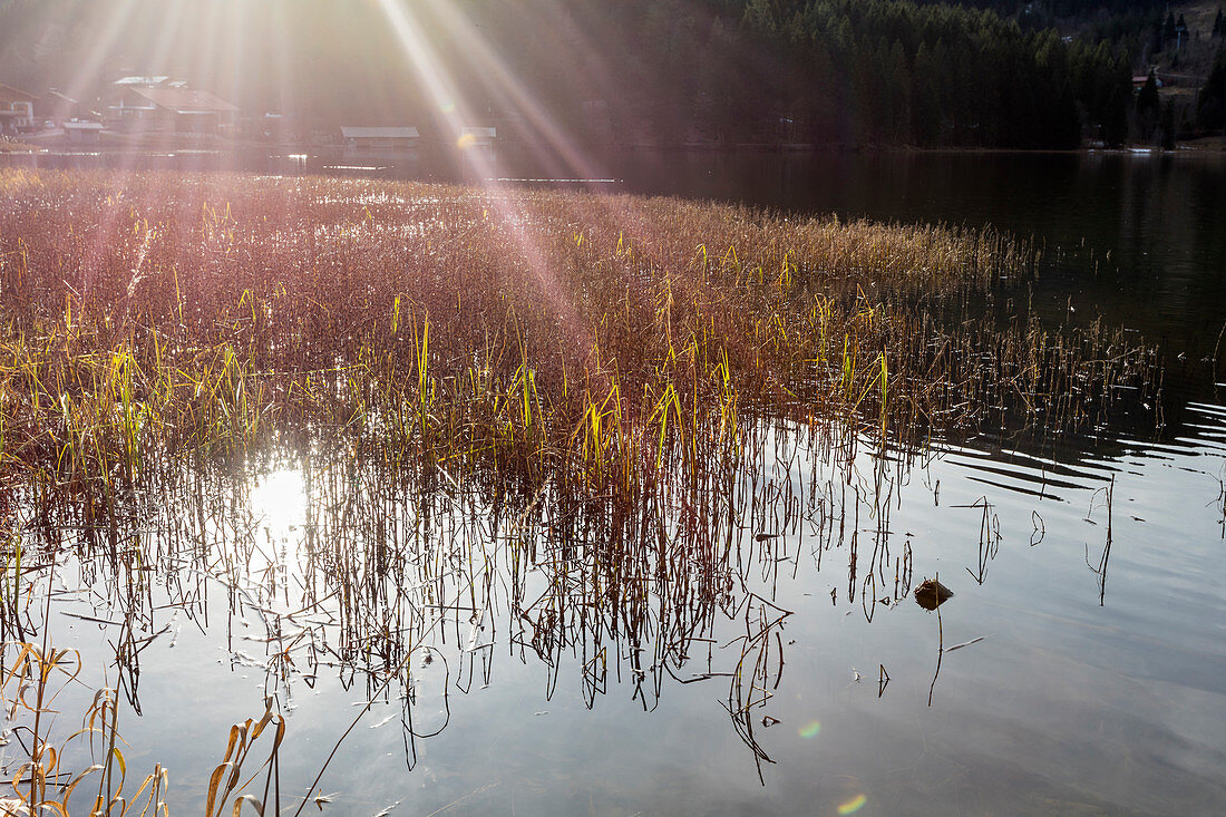 Reed (Phragmites australis) on the bank, reeds, Spitzingsee, Bavaria, Germany