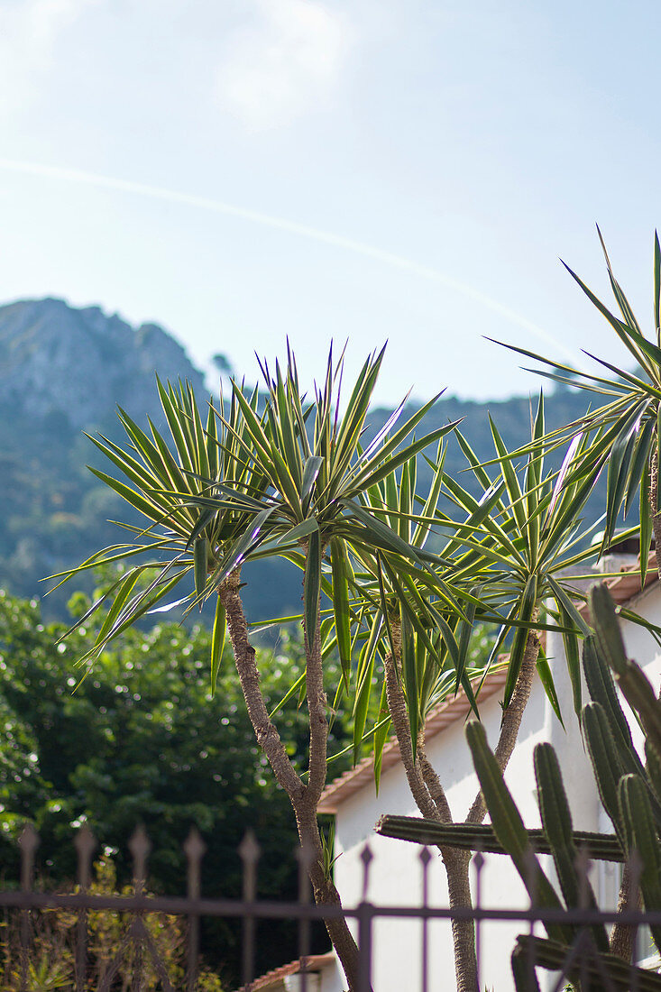 Garten mit Yucca-Baum und Kakteen in Capri, Italien