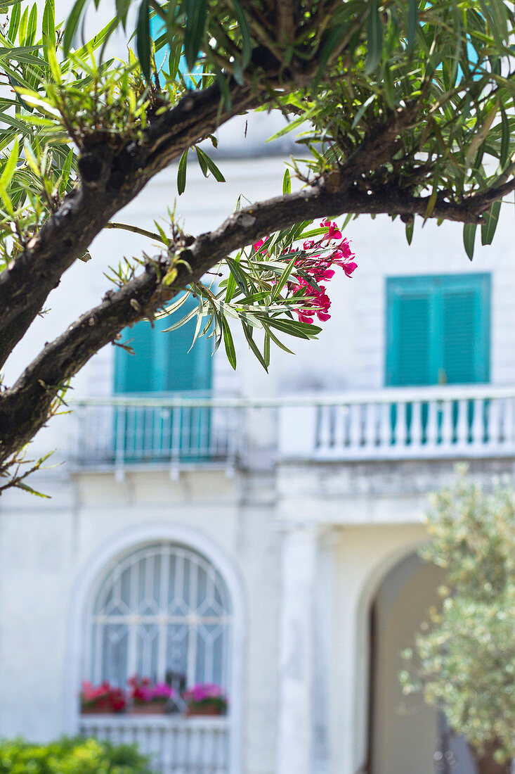 Detail des Oleanders und der bunten Fensterläden im Hintergrund in Capri, Italien