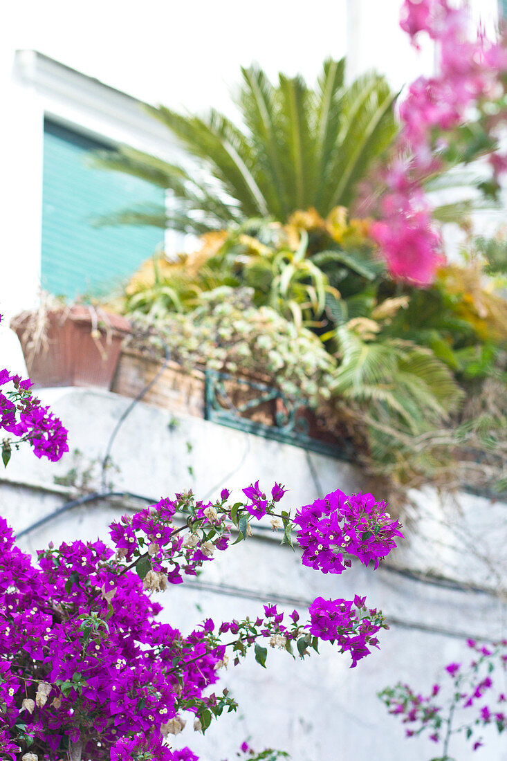 Nahaufnahme von Bougainvillea und Blumenkasten in Capri, Italien