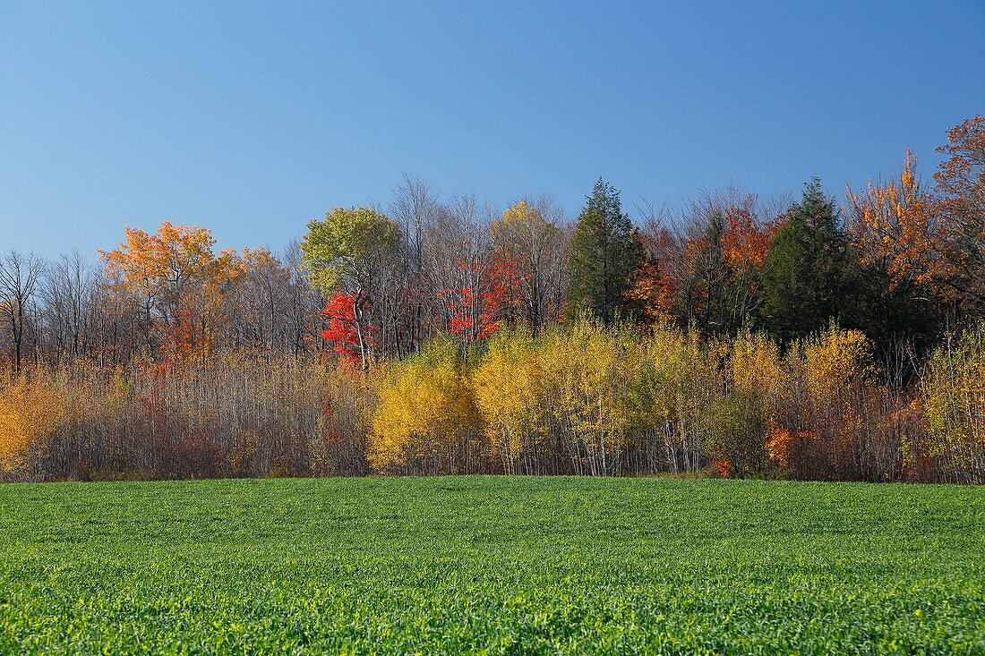 Herbstliche Landschaft, Quebec, Kanada