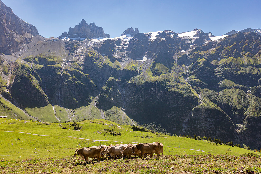 Kühe auf der Weide, Rind (Bos taurus), Gross Spannort in den Urner Alpen auf der Fürenalp, Stäuber, Engelberg, Schweiz