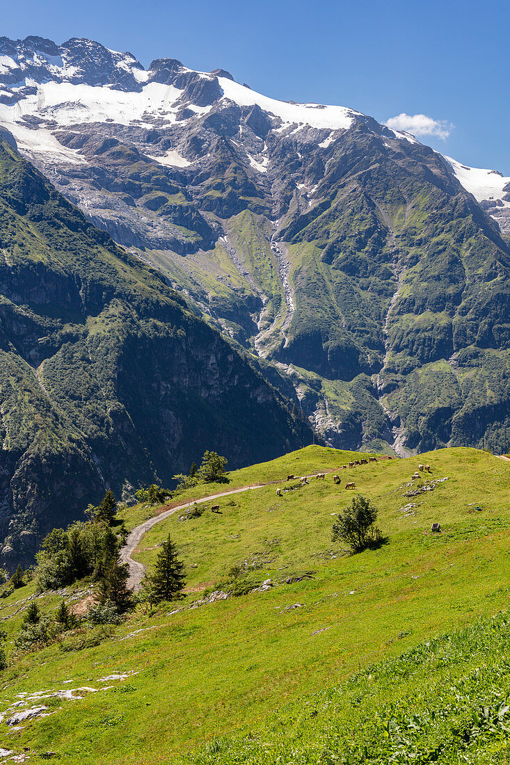 Urner Alpen von der Fürenalp, Stäuber, Engelberg, Schweiz