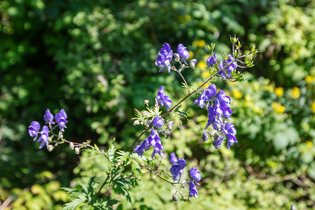 Blauer Eisenhut (Aconitum napellus) auf der Fürenalp, Stäuber, Engelberg, Schweiz