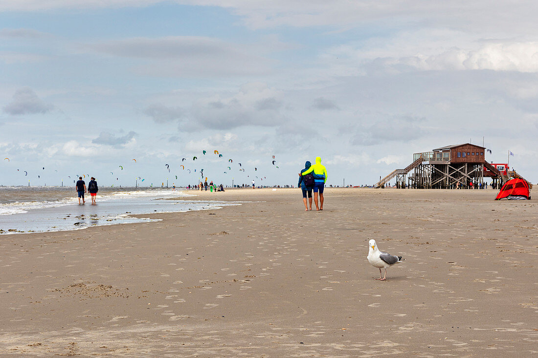 Silbermöwe (Larus argentatus), St. Peter-Ording, Schleswig-Holstein, Deutschland