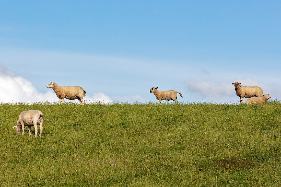 Schafe (Ovis), Nationalpark Wattenmeer, Schleswig-Holstein, Deutschland