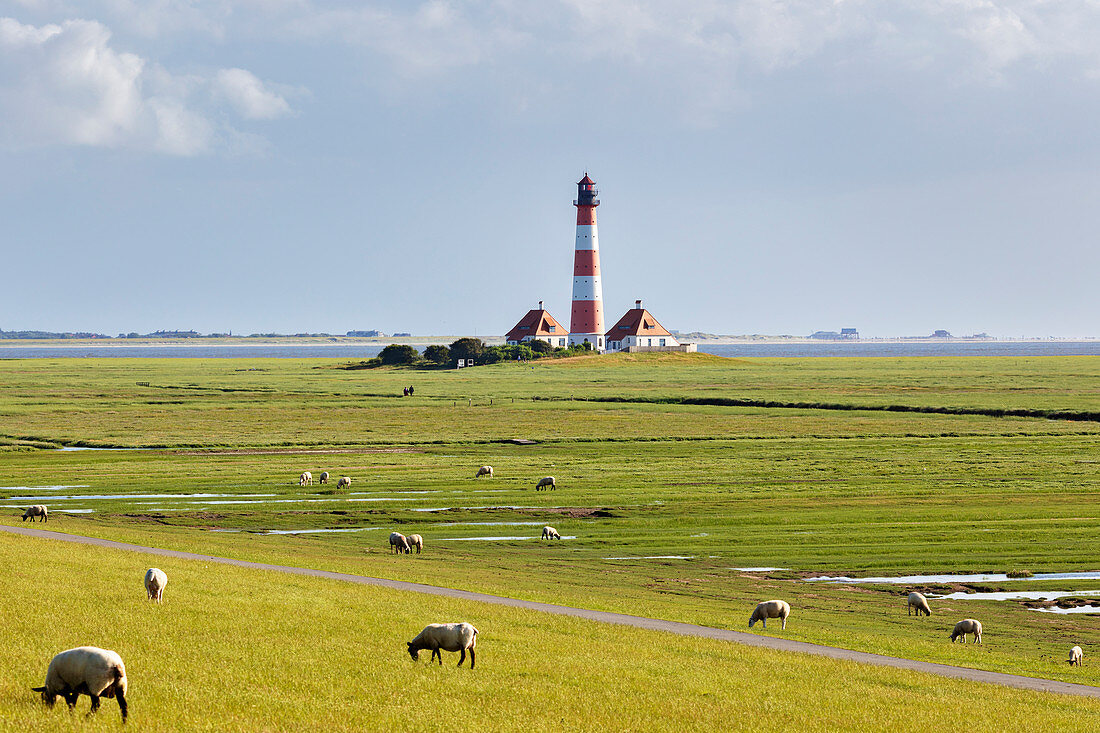Sheep (Ovis), Westerheversand lighthouse, Wadden Sea National Park, Schleswig-Holstein, Germany