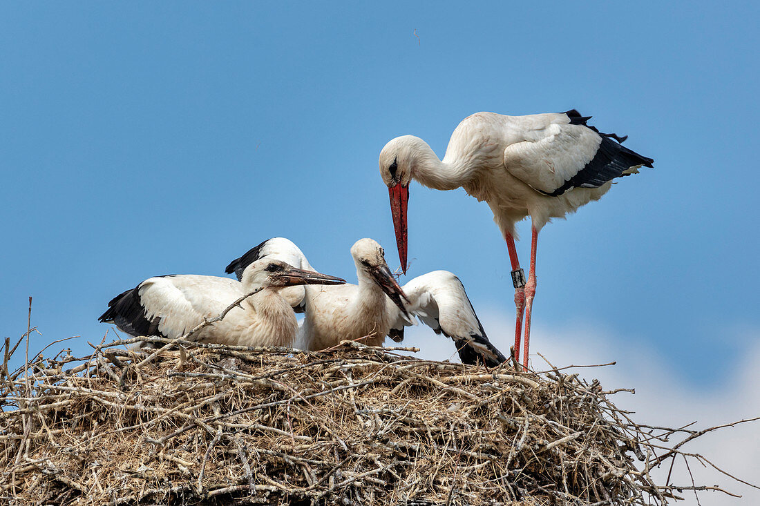 Weißstorch (Ciconia ciconia), Jungtiere, Nest, Scheswig-Holstein, Deutschland