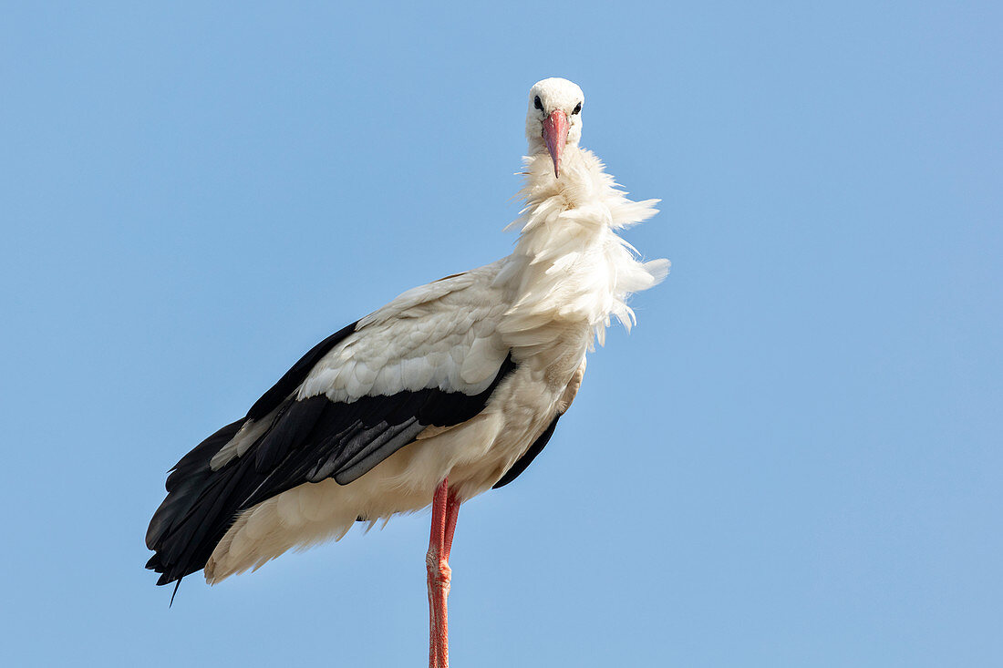 Weißstorch (Ciconia ciconia), Scheswig-Holstein, Deutschland