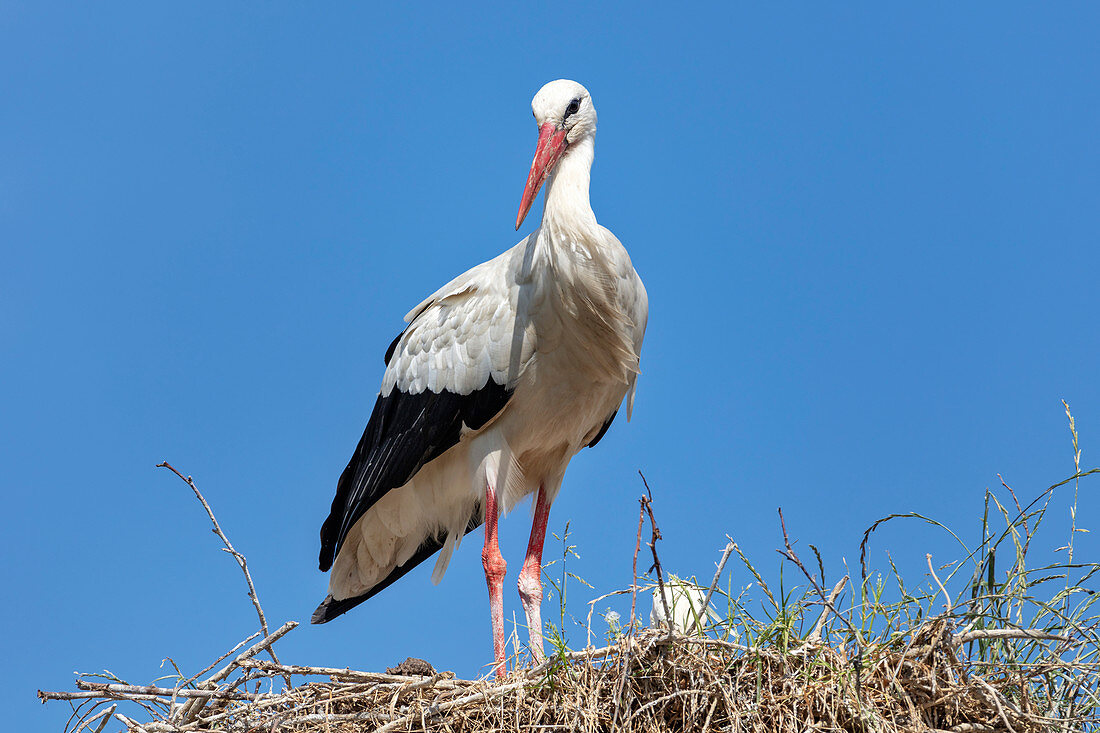 Weißstorch (Ciconia ciconia), Jungtiere, Nest, Scheswig-Holstein, Deutschland