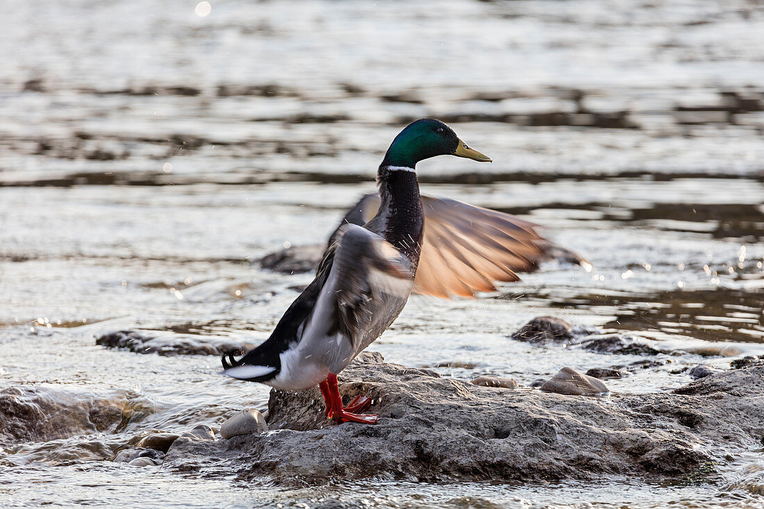 Mallard drake (Anas platyrhynchos) in the Mangfall, Bruckmühl, Bavaria, Germany