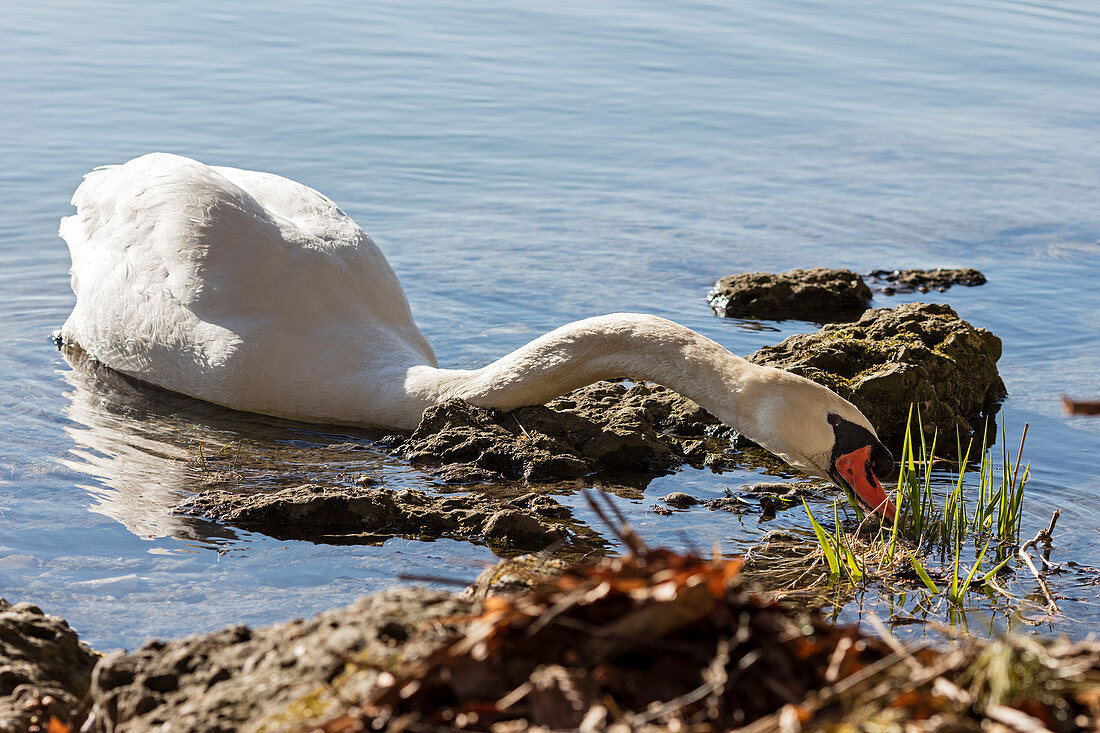 Mute swan (Cygnus olor) on the shore of Seehamer See, Bavaria, Germany