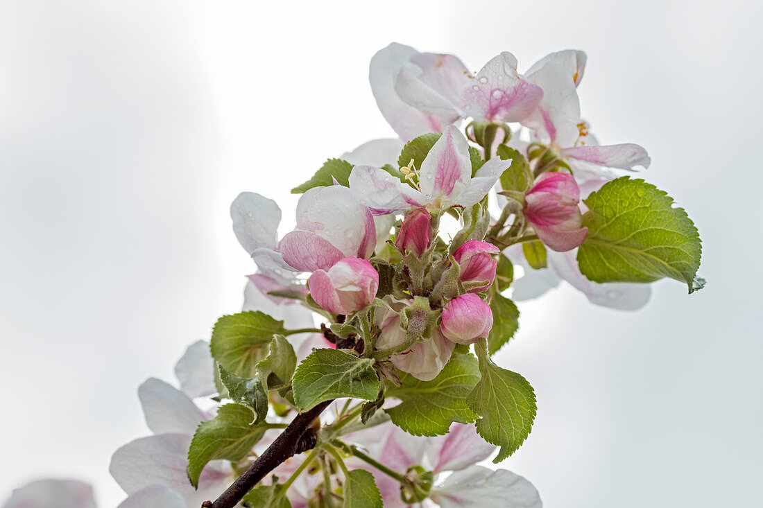 Apfelblüte (Malus) bei Bad Feilnbach, Bayern, Deutschland