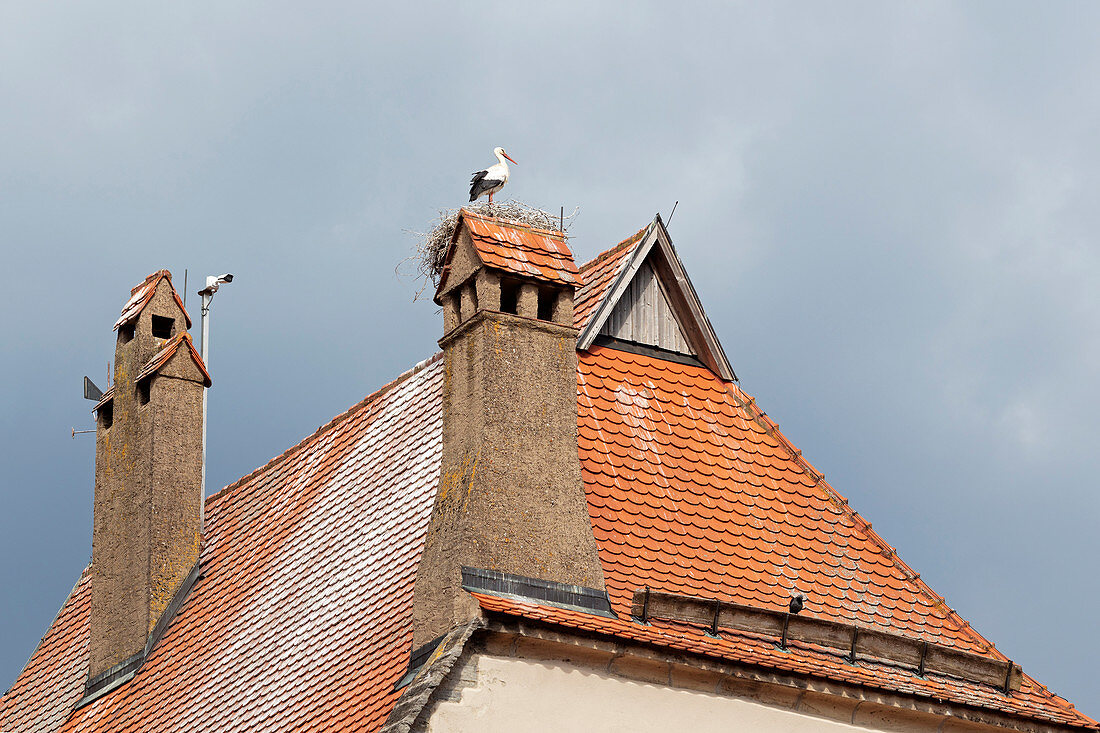 Weißstorch (Ciconia ciconia) im Nest auf dem Dach in Dinkelsbühl, Mittelfranken, Bayern, Deutschland