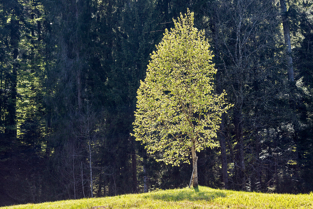 Junger Baum Birke (Betula insignis) im Gegenlicht im Leitzachtal, Bayern, Deutschland