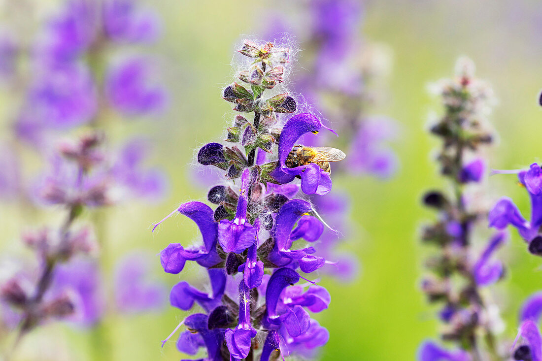 Honigbiene (Apis mellifera) auf Lupinen (Lupinus)