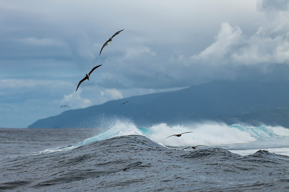 Vögel schweben über brechende Wellen im Surfgebiet Teahupoo, Tahiti Iti, Tahiti, Windward Islands, Französisch-Polynesien, Südpazifik