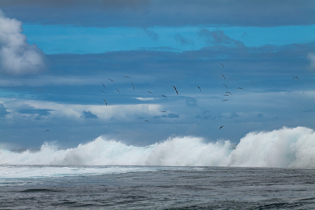 Brechende Welle im Surfgebiet Teahupoo mit vorbeifliegenden Vögeln, Tahiti Iti, Tahiti, Windward Islands, Französisch-Polynesien, Südpazifik