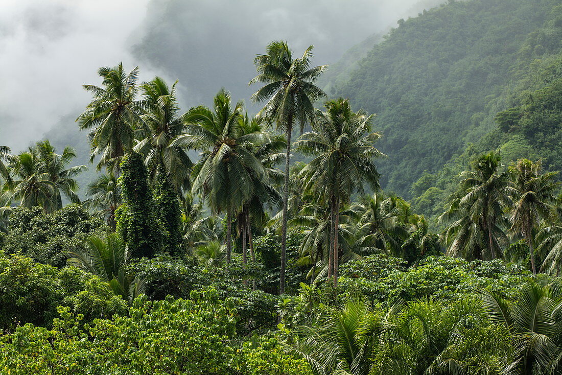 Kokospalmen und üppige Vegetation vor Bergkulisse, Tahiti Iti, Tahiti, Windward Islands, Französisch-Polynesien, Südpazifik